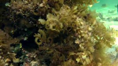 Kahverengi algler (Sargassum sp.) taş çalılıkları