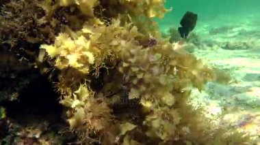 Kahverengi algler (Sargassum sp.) taş çalılıkları