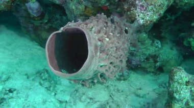 Dikenli tüp-sünger (Callyspongia crassa)