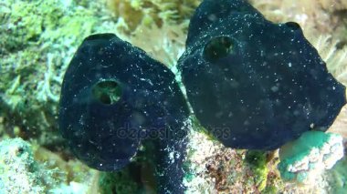 Mavi renkli, orta atış siğil sünger (Crella cyathophora).