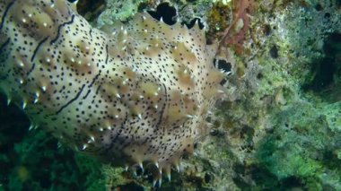 Graeffe'nın deniz hıyarı (Pearsonothuria graeffei), ön parçasıdır vücut yakın çekim.