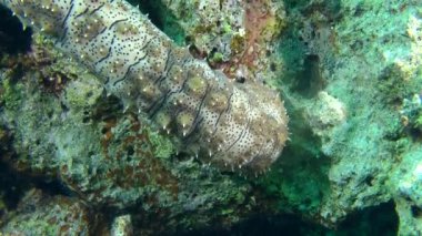 Graeffe'nın deniz hıyarı (Pearsonothuria graeffei), Gövdenin ön kısmında olan orta atış.