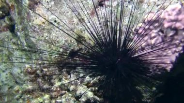 Uzun spined deniz kestanesi mercan üzerinde.