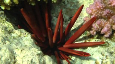 Kayrak kalem kestanesi (Heterocentrotus mamillatus) iğnelerden resif yarık görülebilir.