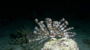 Sawtoothed tüy yıldız (Dijana) onun tentacles ışık demeti gözlenmektedir..