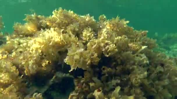 Συστάδες του καφέ άλγη (Sargassum sp.) στην πέτρα — Αρχείο Βίντεο