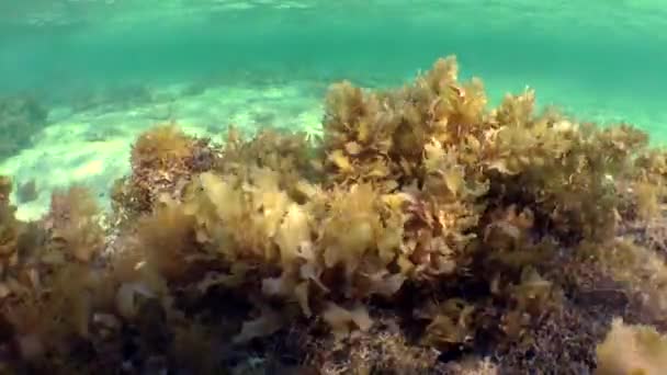 Συστάδες του καφέ άλγη (Sargassum sp.) στην πέτρα — Αρχείο Βίντεο