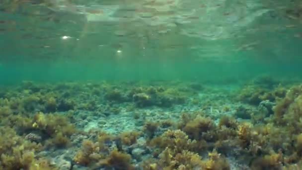 De camera beweegt over de stenen begroeid met het kreupelhout van bruine algen (Sargassum sp.). — Stockvideo