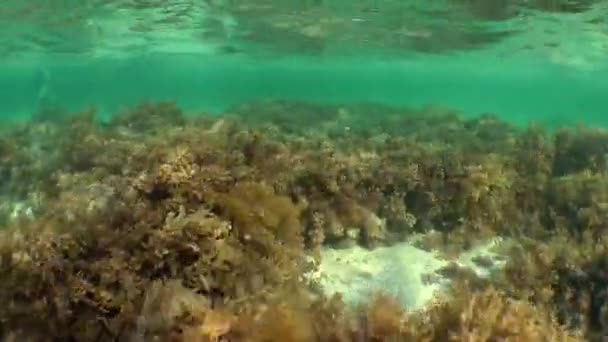 La caméra se déplace sur les pierres envahies par les fourrés d'algues brunes (Sargassum sp. .). — Video