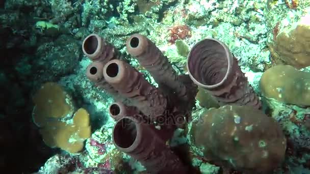 Taggig tube-svamp (Callyspongia crassa) — Stockvideo