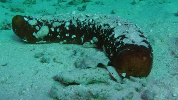 Kumlu altta siyah deniz hıyarı (Holothuria atra). — Stok video