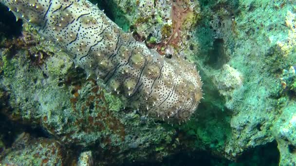 Graeffe'nın deniz hıyarı (Pearsonothuria graeffei), Gövdenin ön kısmında olan orta atış. — Stok video