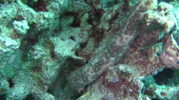 Graeffe de zee komkommer (Pearsonothuria graeffei) op de steen. — Stockvideo