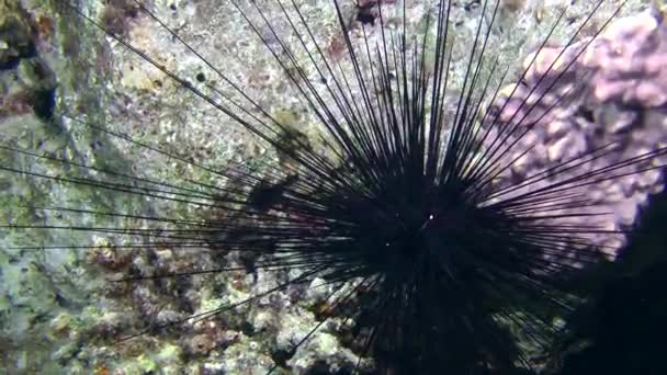 Long-spined sea urchin on the coral. — Stock Video