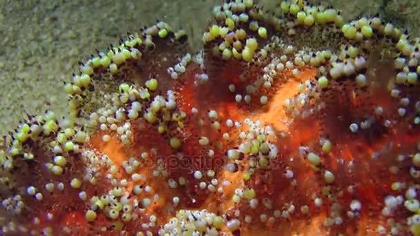火海胆 (Asthenosoma varium) 慢慢爬行沿着海的底部. — 图库视频影像
