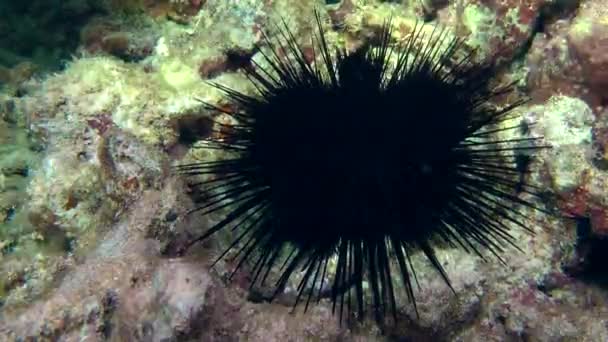 Black longspine urchin in shallow water in the rays of sunlight, medium shot. — Stock Video