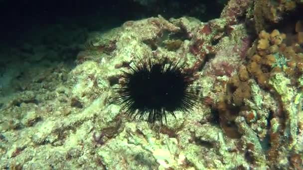 La caméra s'approche lentement de l'oursin noir à longues épines en eau peu profonde . — Video