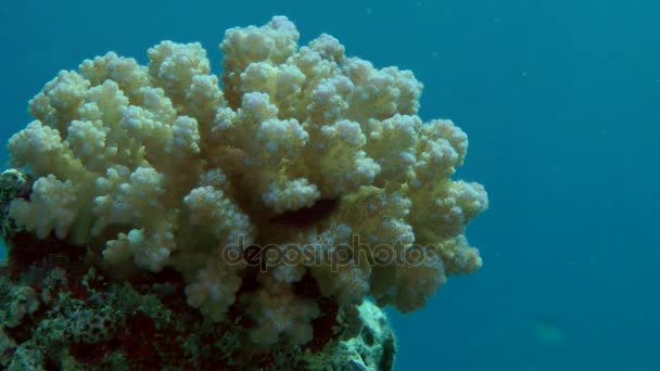 Bush van bloemkool Coral (Pocillopora damicornis) op de richel van het rif in de schittering van de zon. — Stockvideo