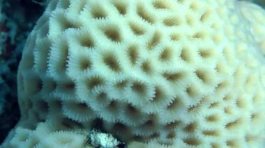 Güneş ışığı parlamayı sığ suda beyin ya da taş mercan.