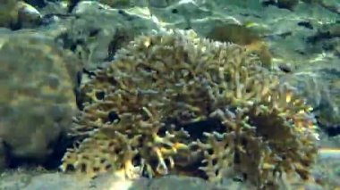 NET ateş Coral (Millepora dichotoma) resif güneş ışığı yansımaları üzerine.