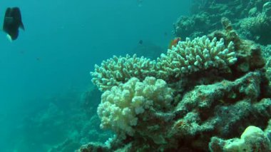 Pitoresk çalılar Staghorn mercan (Acropora sp.) ve karnabahar mercan resif arka plan üzerinde (Pocillopora damicornis).