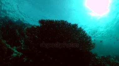 Video kamera tablo mercan (Acropora pharaonis) alt yüzeyinden hareket eder ve üst yüzeyi üzerinde durur.