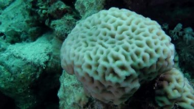 Güneş ışığı parlamayı sığ suda beyin ya da taş mercan.