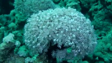 Beyaz darbe yumuşak mercan (Heteroxenia fuscescens), zonklama koloni orta atış.