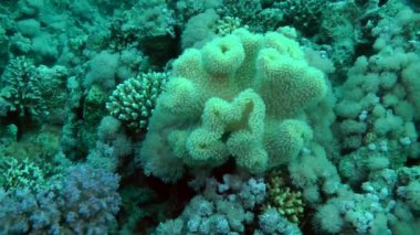 Kamera yavaş yavaş hangi polipler açık sarı deri mercan (Sarcophyton elegans) yaklaşımlar.