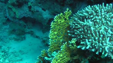 Kamera yavaş yavaş resif yamaçta yetişen Net ateş Coral bush (Millepora dichotoma), yaklaşımlar.