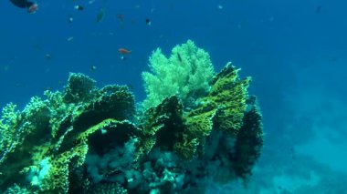 Kamera yavaş yavaş resif sırtta yetişen Net ateş Coral bush (Millepora dichotoma), yaklaşımlar.