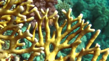 Net ateş Coral (Millepora dichotoma), dalları yakın çekim.