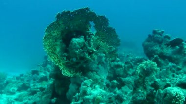Kamera yavaş yavaş Net ateş Coral bush (Millepora dichotoma) resif sırtta yetişen büyük bir kase şeklinde yaklaşımlar.