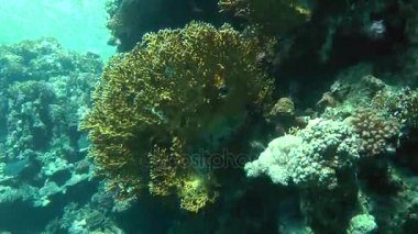 Kamera yavaş yavaş resif yamaçta yetişen büyük Net ateş Coral bush (Millepora dichotoma), yaklaşımlar.