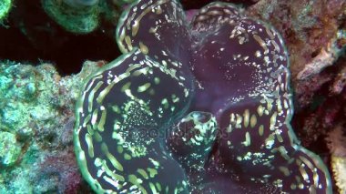 Dev istiridye (Tridacna gigas) parlak renkli manto arasında kabuklar, çıkıntılı yakın çekim.