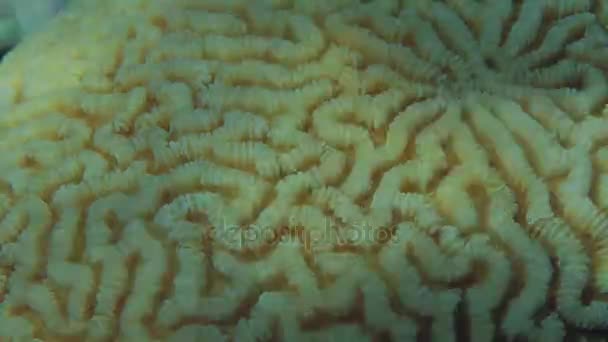 The surface structure of one of the types of brain stone corals, close-up. — Stock Video