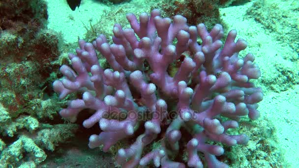 Brousse violette scénique de corail à capuchon (Stylophora pistillata) sur la pente d'un récif corallien . — Video