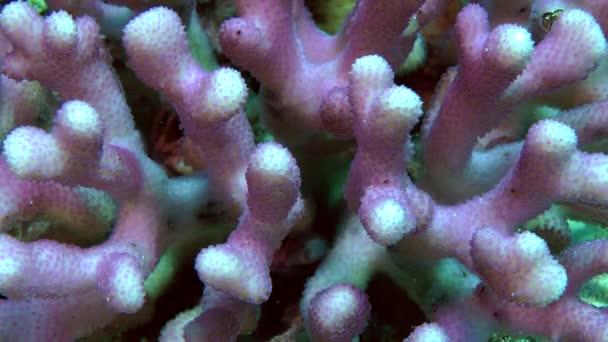 Scenic purpurowy krzew kaptur Coral (Stylophora pistillata) na stoku rafy koralowej. — Wideo stockowe