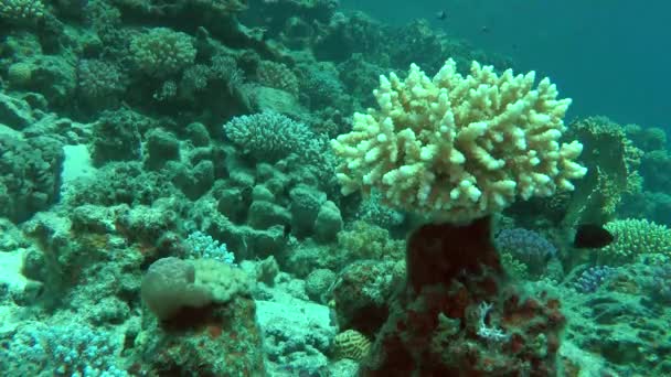 Ein malerischer Strauch aus Staudenkorallen (acropora sp.) auf einer Korallensäule. — Stockvideo