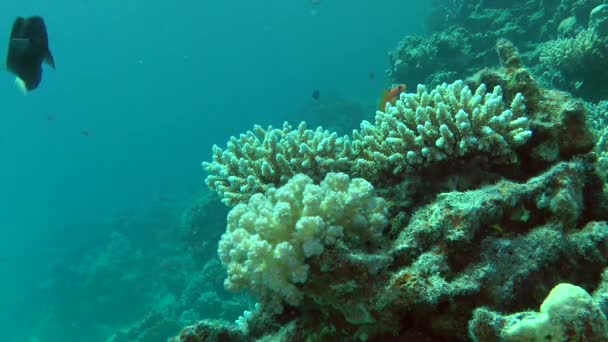 Pittoreska buskar Staghorn coral (Acropora sp.) och blomkål korall (Pocillopora damicornis) på bakgrunden av revet. — Stockvideo