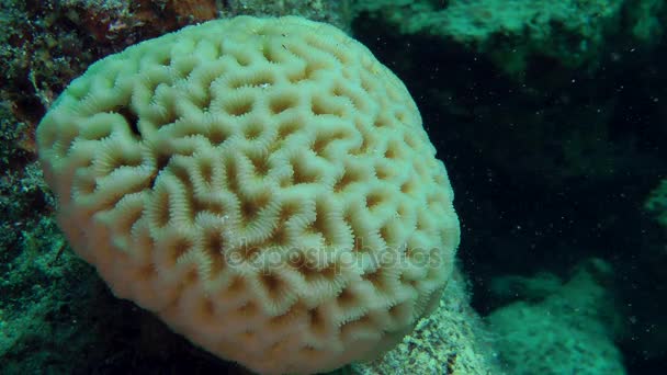 Brain or stone coral in shallow water in the glare of sunlight. — Stock Video