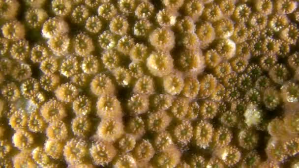 La struttura superficiale del corallo galattico (Galaxea fascicularis ) — Video Stock
