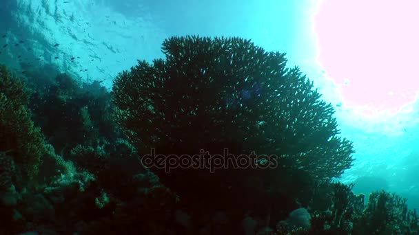 Siluett av tabell korall (Acropora pharaonis) mot bakgrund av ett korallrev och vattenytan. — Stockvideo