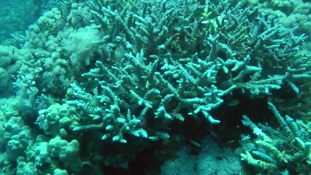 相机接近的错综复杂的鹿角珊瑚 (鹿角 sp.) — 图库视频影像