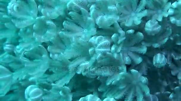 Colonia Throbbing Pulso blanco coral blando (Heteroxenia fuscescens), primer plano . — Vídeo de stock