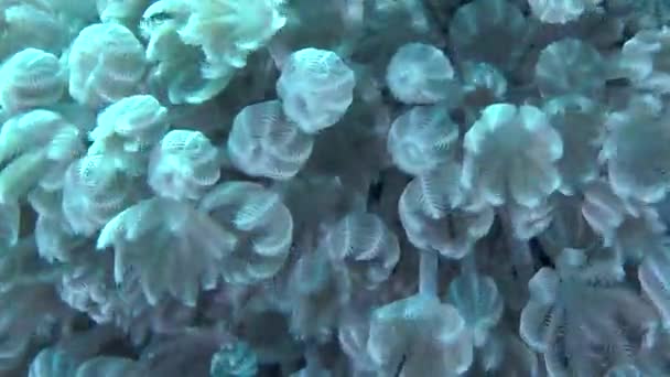 Colonie pulsatoire de corail mou (Heteroxenia fuscescens), gros plan . — Video