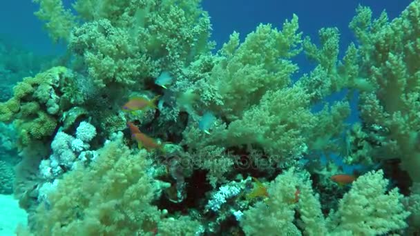 Tlusté houštiny brokolice coral (Litophyton arboreum). — Stock video