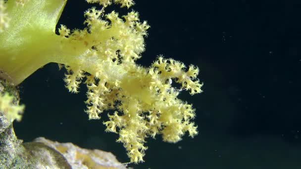 Μαλακό κοραλλιογενείς Μπους δέντρο με φόντο σκοτεινό νερό στήλη, γκρο πλαν. — Αρχείο Βίντεο