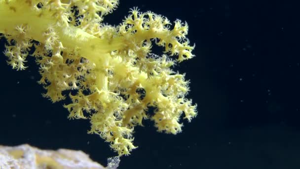Strom měkkých korálů bush na pozadí temné vodního sloupce, detail. — Stock video
