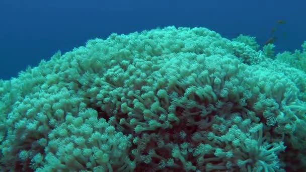 Polipi della grande colonia Corallo da vaso (Goniopora sp.) ondeggiare dalla corrente d'onda . — Video Stock